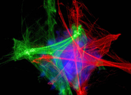 POLAR LASER 