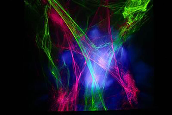 Rainbow 2 in 1 Laser 