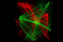 Rainbow 2 in 1 Laser 